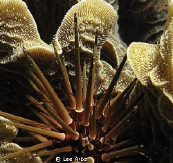 Reef urchin shot with Canon G10 and Ikelite DS 160 strobe... by Lee Arbo 